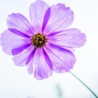 April’s Aesthetician Special: Save 10% on a Flower Enzyme with Retinol Exfoliant Facial